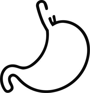 Gut & Digestion