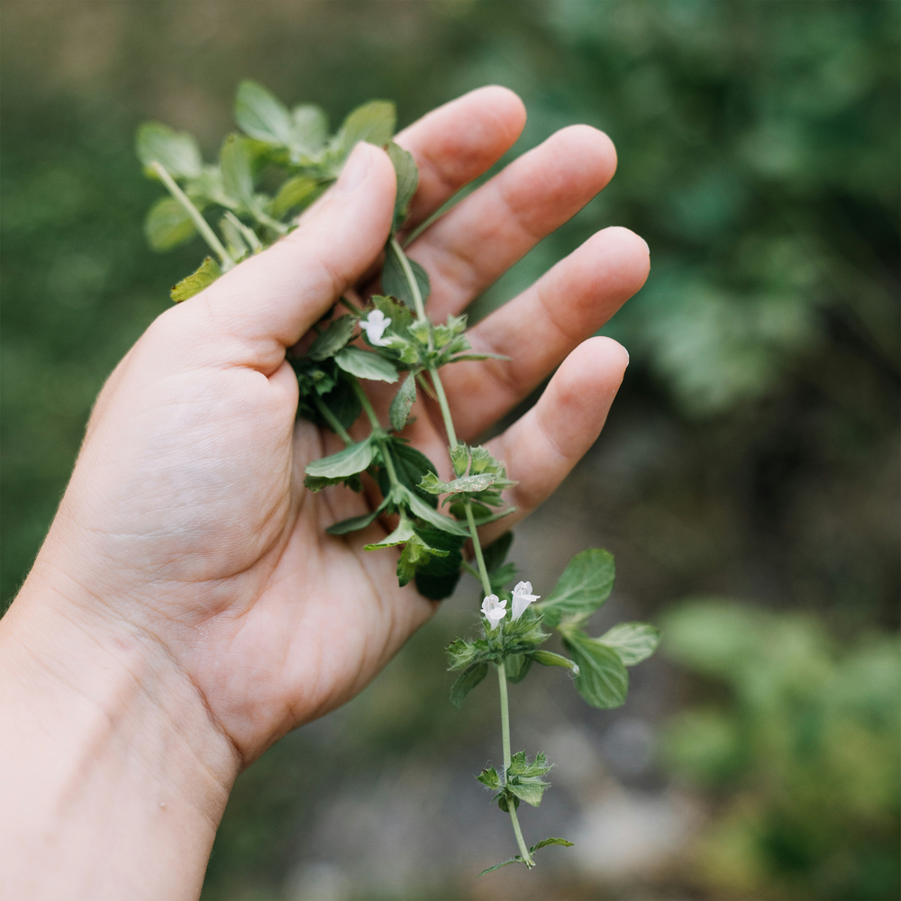 Your Wellness Journey Starts Here