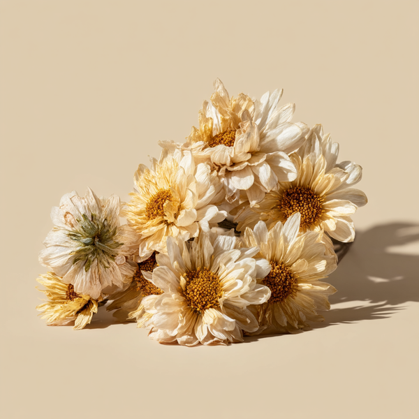 Chrysanthemum