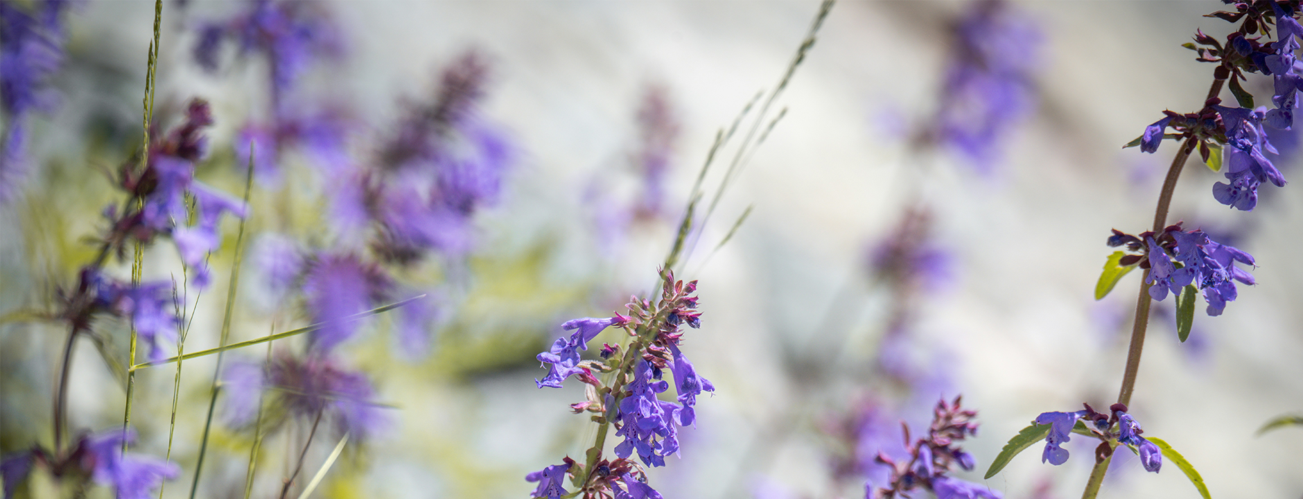 Ancient arts of herbs